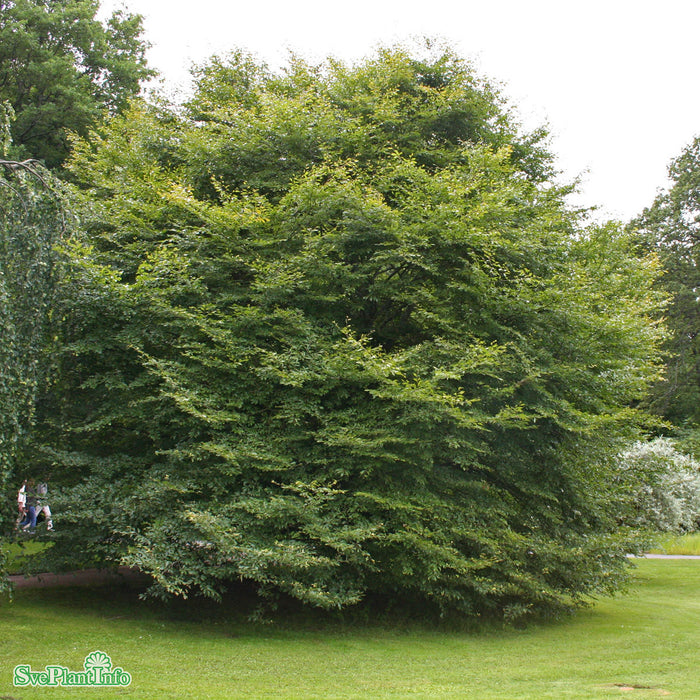 Fagus sylvatica 'Aspleniifolia' Solitär Kl B60-100cm H200-250cm