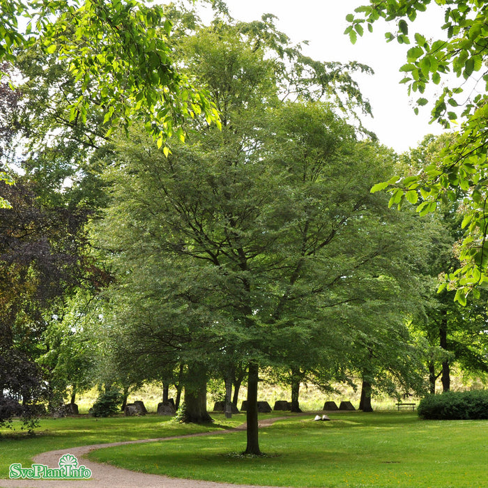 Fagus sylvatica 'Aspleniifolia' Solitär Kl B60-100cm H200-250cm
