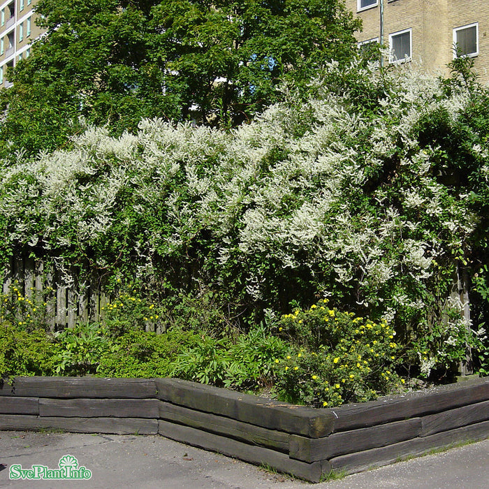 Fallopia baldschuanica 80-100 cm C2