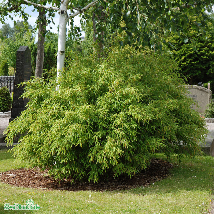 Fargesia murielae 'Bimbo' Co 50-60cm