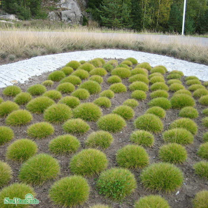 Festuca gautieri A-kval