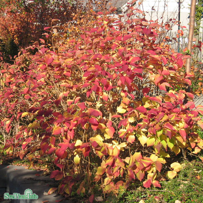 Forsythia mandshurica E C3,5
