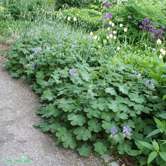 Geranium renardii 'Philippe Vapelle' A-kval