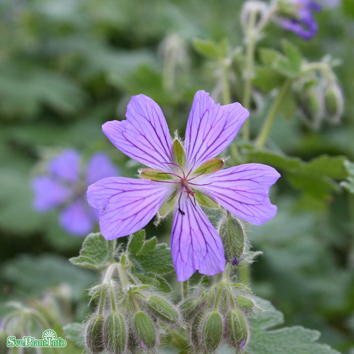 Geranium renardii 'Philippe Vapelle' A-kval