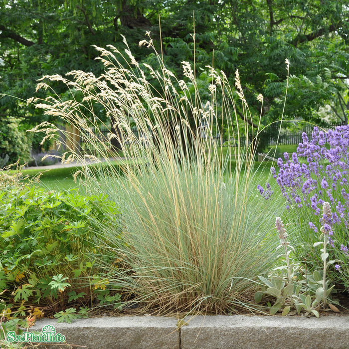 Helictotrichon sempervirens A-kval