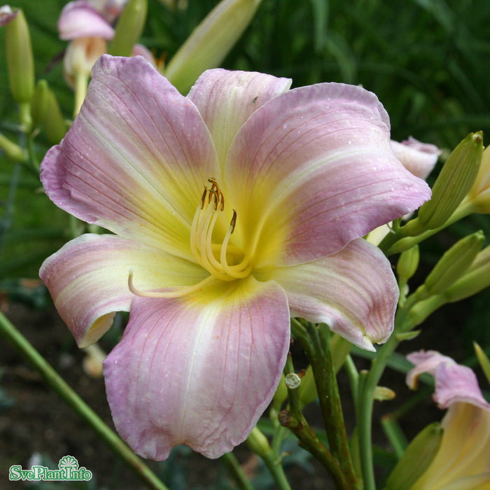 Hemerocallis 'Catherine Woodbery' A-kval