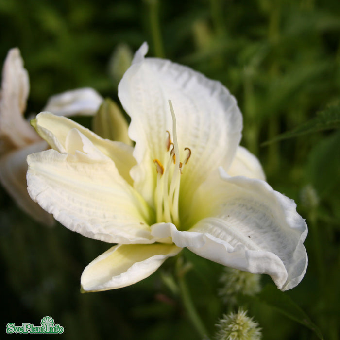 Hemerocallis 'Gentle Shepherd' A-kval
