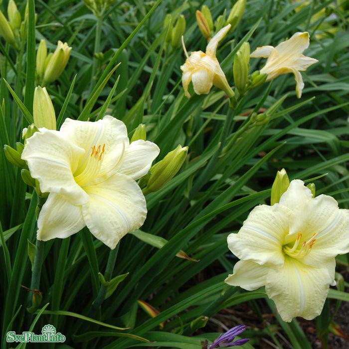 Hemerocallis 'Joan Senior' A-kval