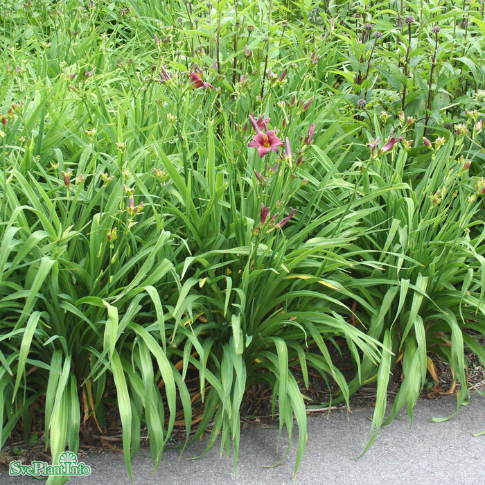 Hemerocallis 'Little Grapette' A-kval