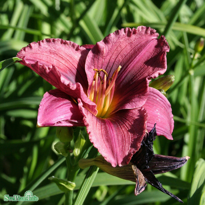 Hemerocallis 'Little Grapette' A-kval