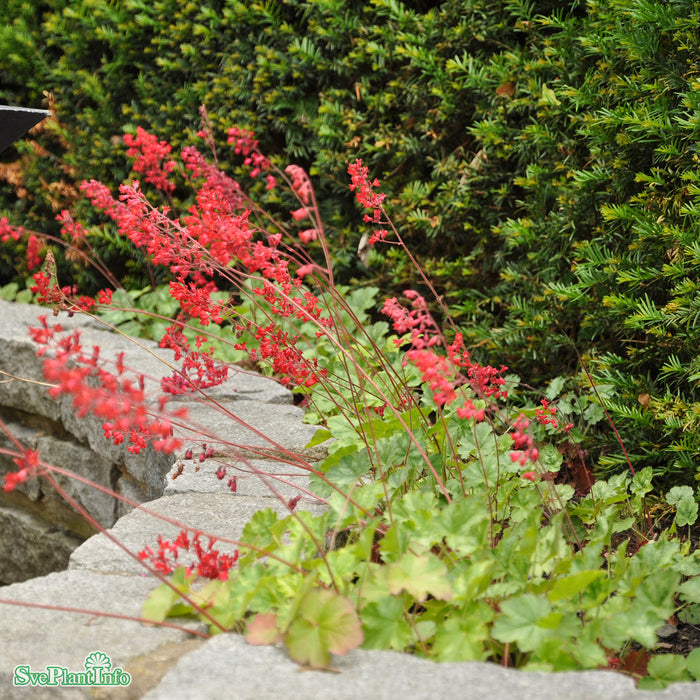 Heuchera sanguinea 'Leuchtkäfer' A-kval