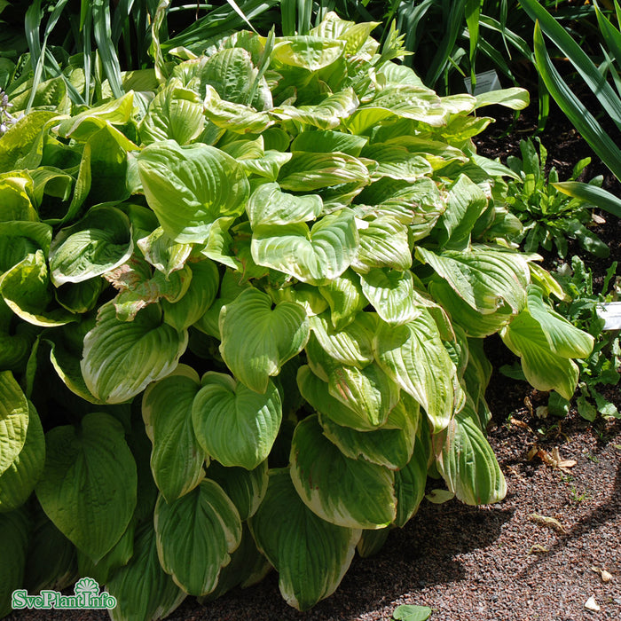 Hosta 'Fragrant Bouqet' A-kval C5