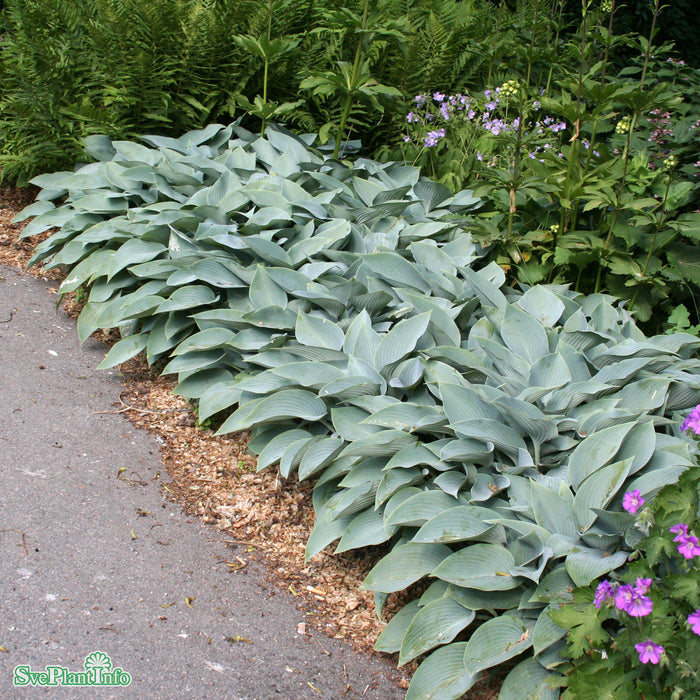 Hosta (Tardiana-Gruppen) 'Halcyon' A-kval