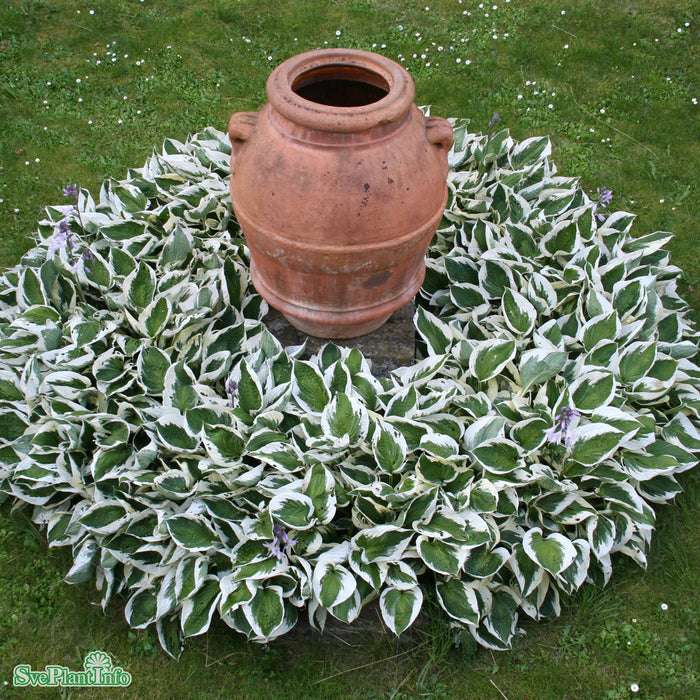 Hosta (Fortunei-Gruppen) 'Patriot' A-kval