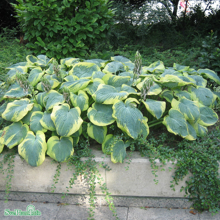 Hosta sieboldiana 'Frances Williams' A-kval C2,8