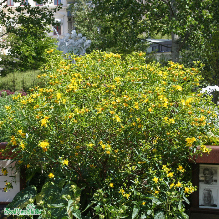 Hypericum 'Gemo' Busk C5