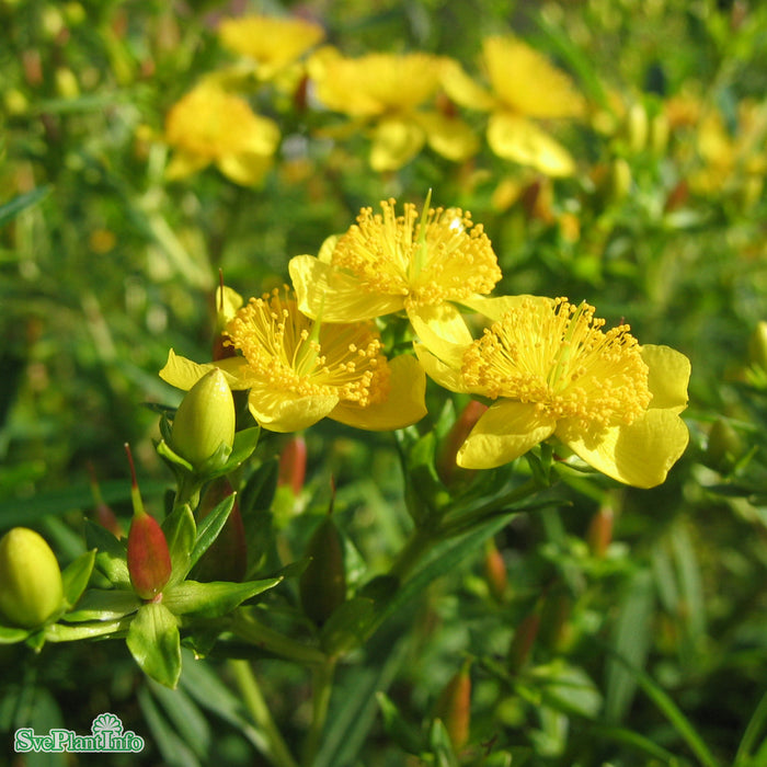 Hypericum 'Gemo' Busk C5