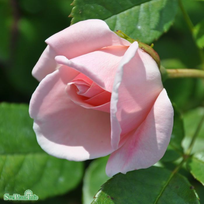 Rosa 'Astrid Lindgren' C4