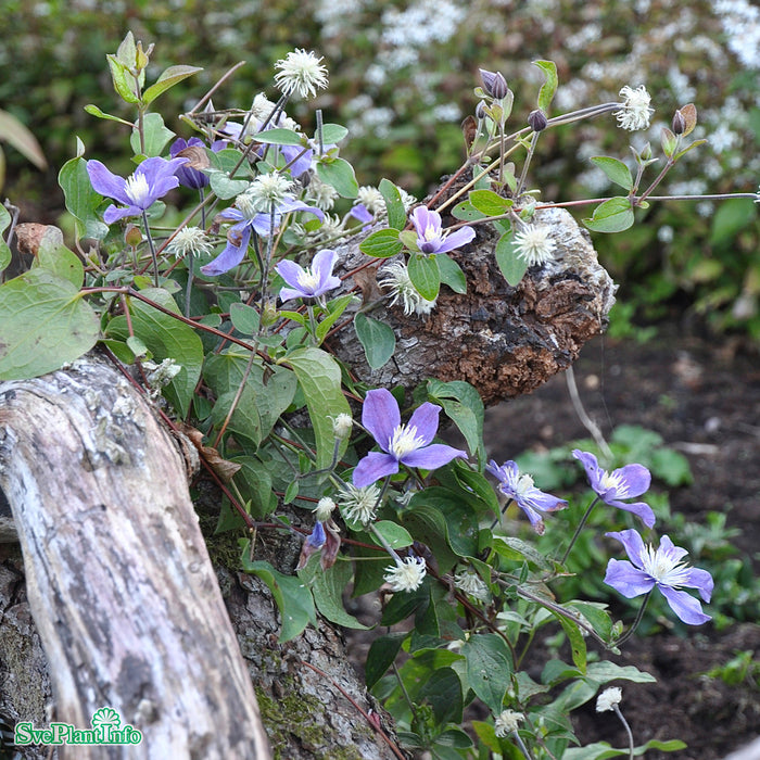 Clematis (Int.) 'Arabella' A-kval C2