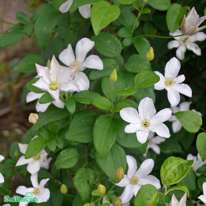 Clematis (SS) 'Huldine'