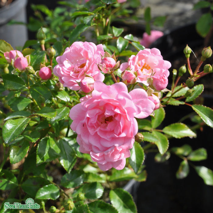 Rosa 'The Fairy' A-kval C4