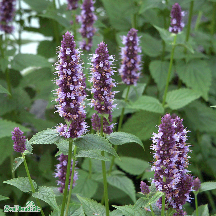 Agastache 'Black Adder' A-kval