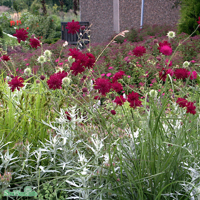 Knautia macedonica A-kval