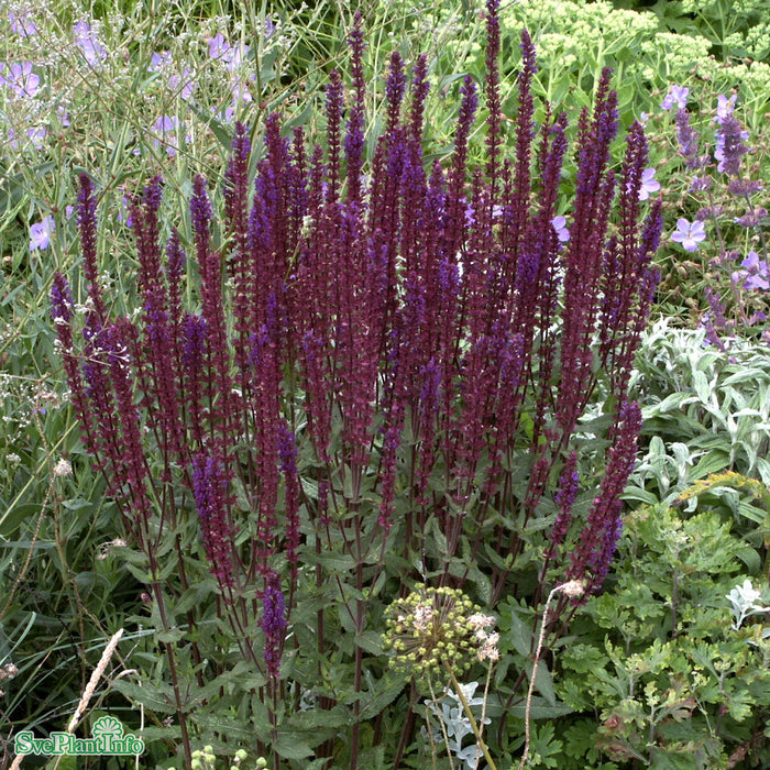 Salvia nemorosa 'Caradonna' A-kval C5