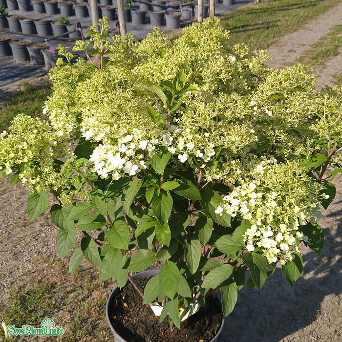 Hydrangea paniculata 'Bobo' Solitär C12 60-80cm