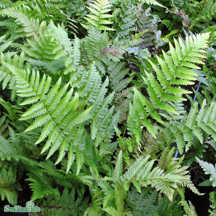Dryopteris filix-mas A-kval C2