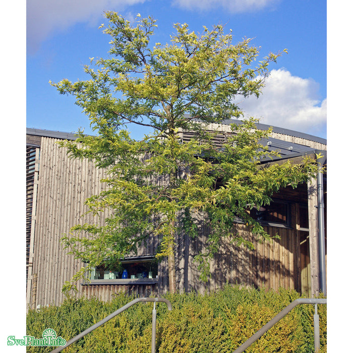 Gleditsia triacanthos 'Sunburst' Högstam Kl So 12-14