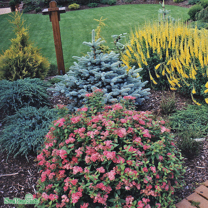 Picea pungens 'Glauca Globosa' D10 Halvstam 60cm
