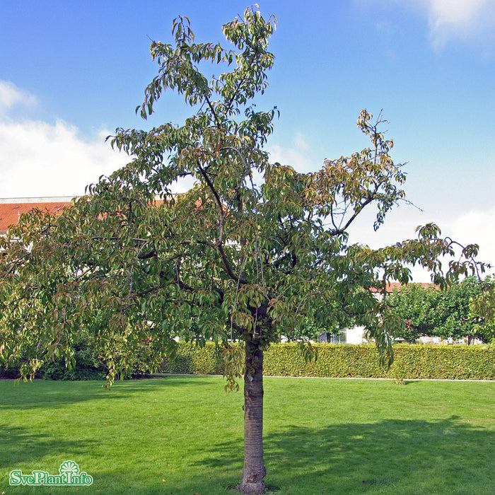 Prunus serrulata 'Kiku-shidar-Zakura' Högstam So 8-10