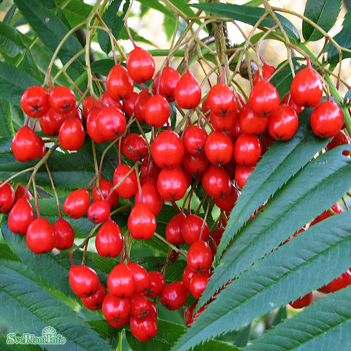 Sorbus ulleungensis 'Dodong' E C15 100-125cm