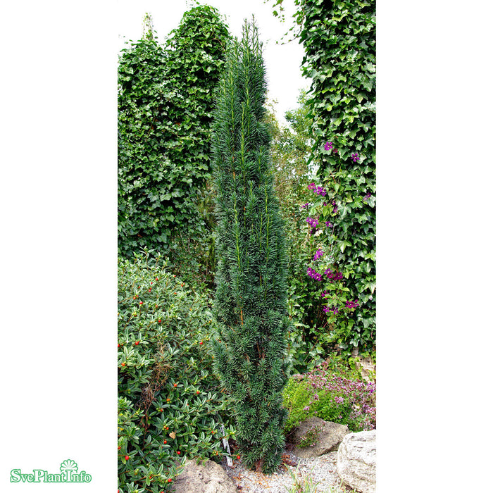 Taxus baccata 'Fastigiata Robusta' Solitär Kl 100-125cm