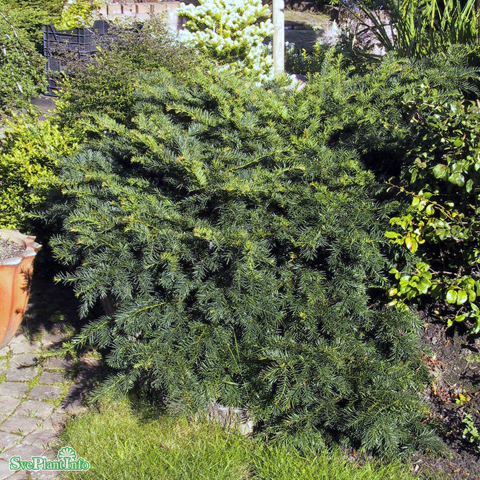 Taxus baccata 'Repandens' C7,5 30-40cm