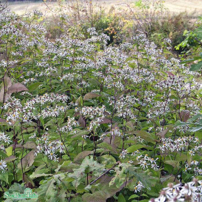 Eurybia divaricata A-kval