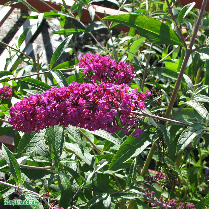 Buddleja davidii 'Royal Red' Solitär C20 175-200cm