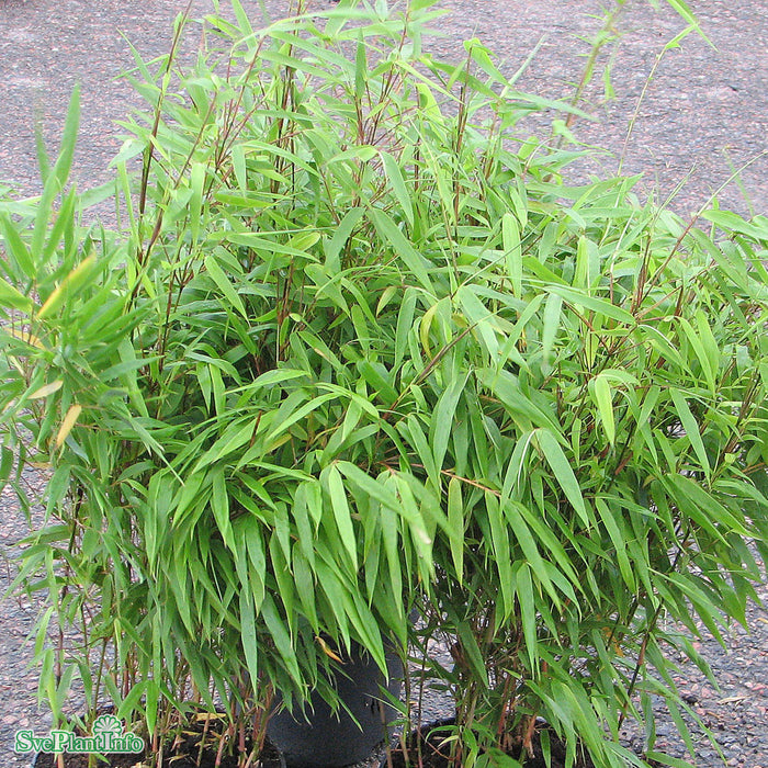 Fargesia rufa Busk C5 40-60cm