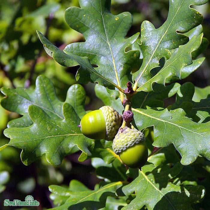 Quercus robur FK ULTUNA E Ungträd 150-175 C10