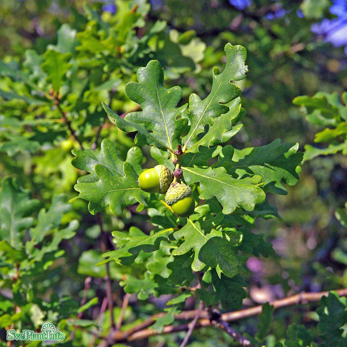 Quercus robur FK ULTUNA E Ungträd 150-175 C10