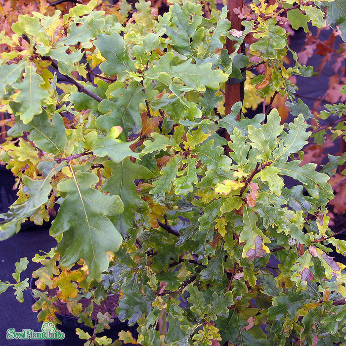 Quercus robur FK ULTUNA E Ungträd 150-175 C10