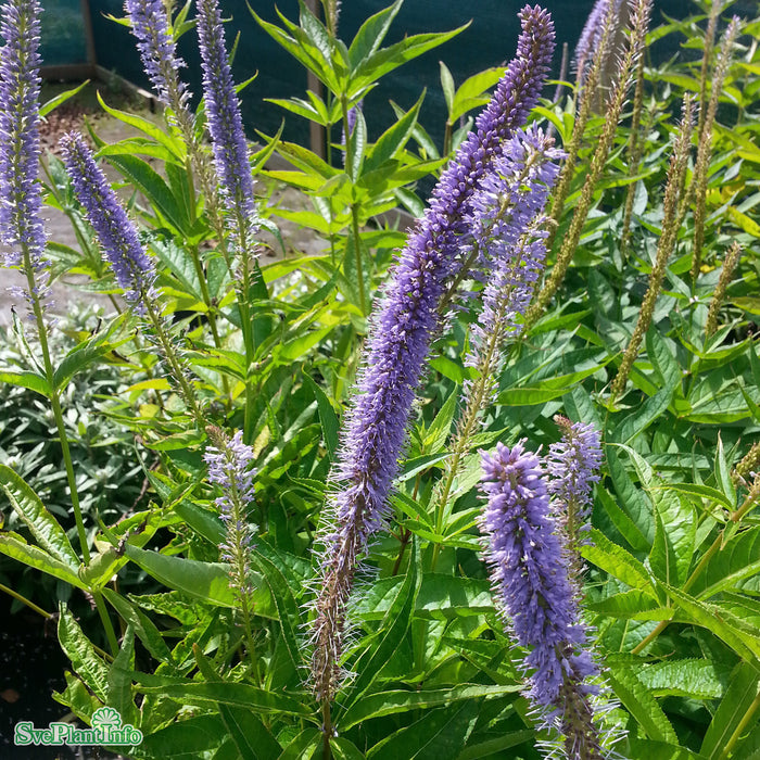 Veronicastrum virginicum 'Apollo' A-kval