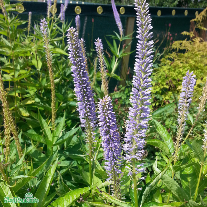 Veronicastrum virginicum 'Apollo' A-kval
