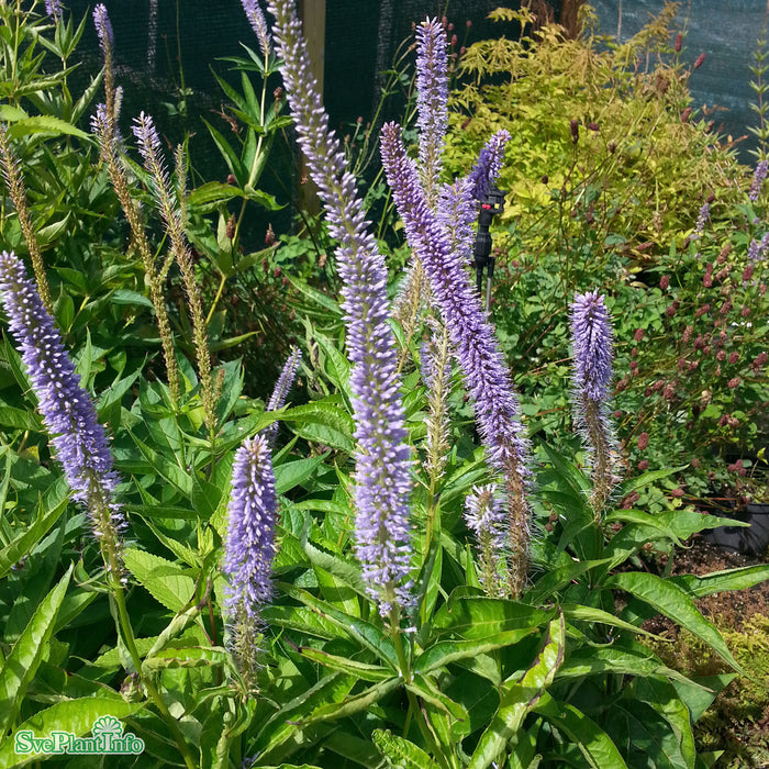 Veronicastrum virginicum 'Apollo' A-kval