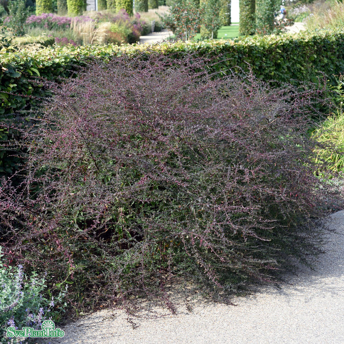 Symphyotrichum lateriflorum 'Lady In Black' A-kval