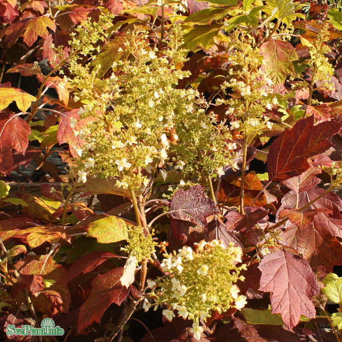 Hydrangea quercifolia 'Ice Crystal' Busk C3 25-30cm