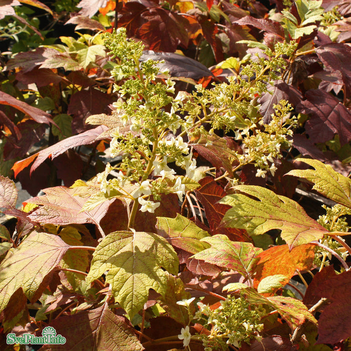 Hydrangea quercifolia 'Ice Crystal' Busk C3 25-30cm