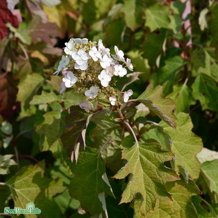 Hydrangea quercifolia Solitär C12 40-60cm