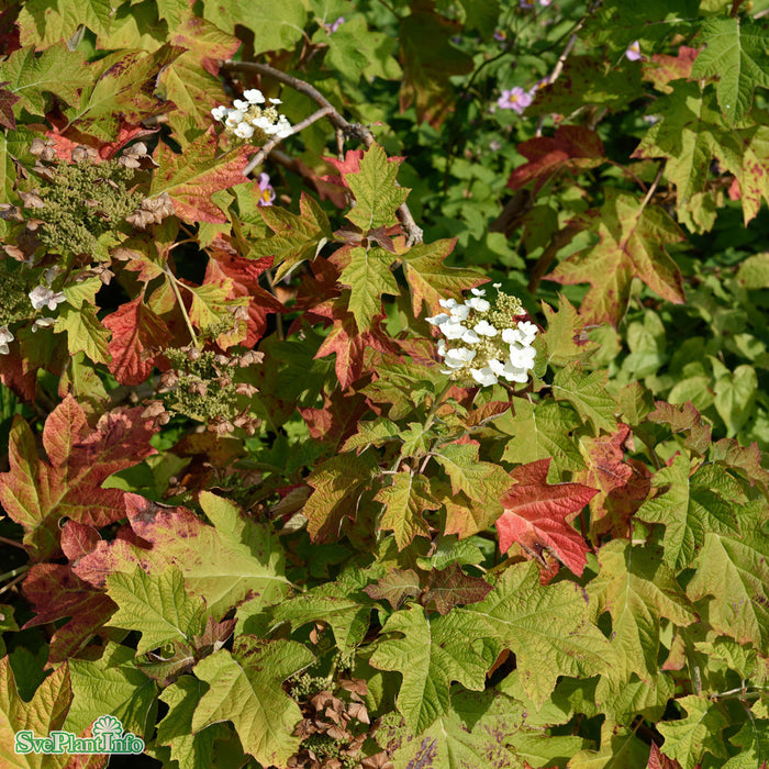 Hydrangea quercifolia Solitär C12 40-60cm